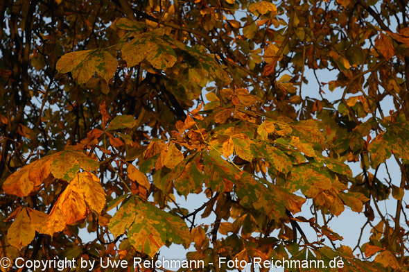 2011_10_02-18.05.18h_0294