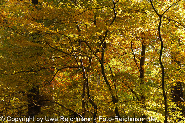 2011_10_29-16.23.10h_0304