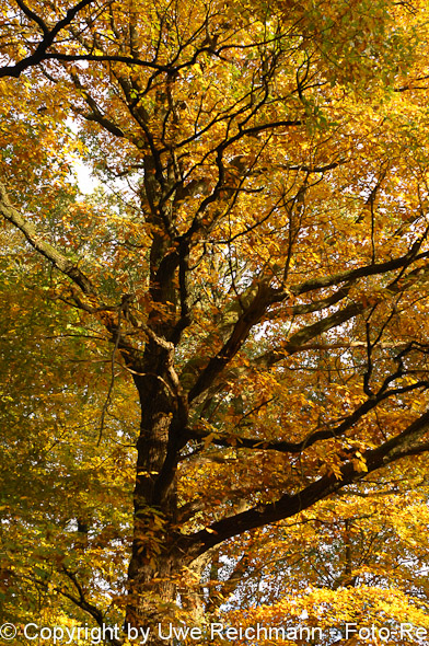 2011_10_29-16.24.52h_0314