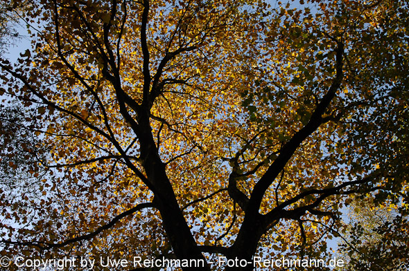 2011_10_29-16.34.38h_0350