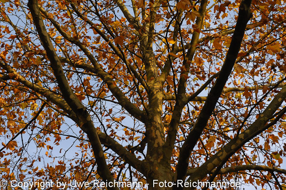 2011_11_06-15.23.02h_0050