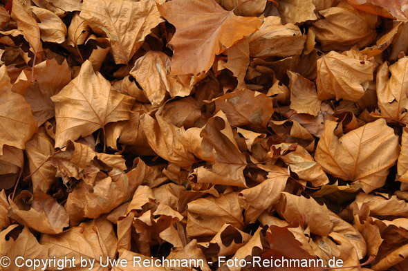 2011_11_06-15.41.38h_0058