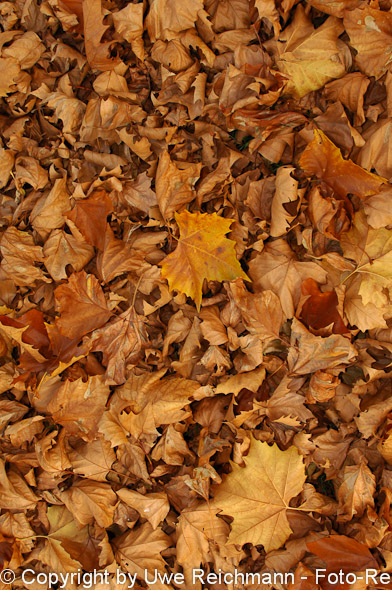 2011_11_06-15.43.00h_0064