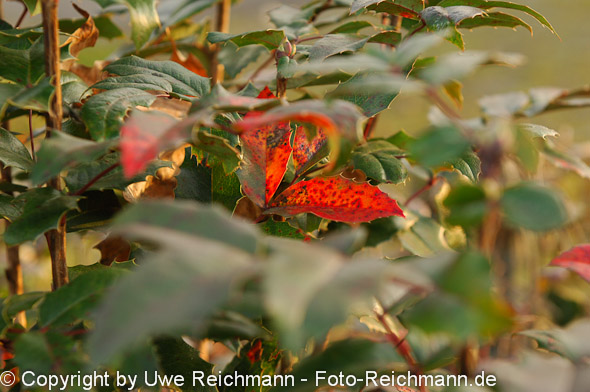 2011_11_06-15.45.54h_0068