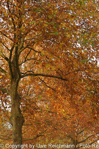 2011_11_06-15.51.26h_0073